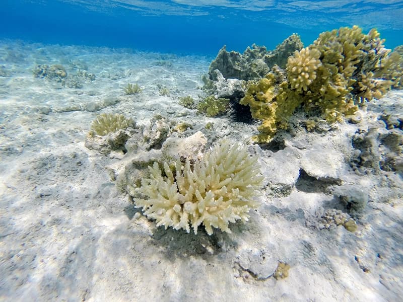 Ocean acidification